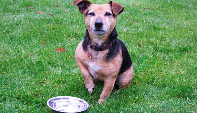 cane ciotola cibo