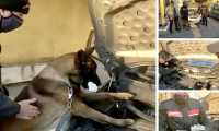 cane droga motore mix