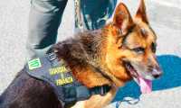 cane finanza bello