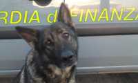 cane gdf droga