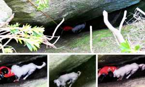 cane gola recupero mix ago 20