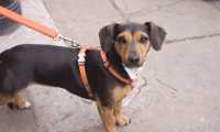 cane guinzaglio