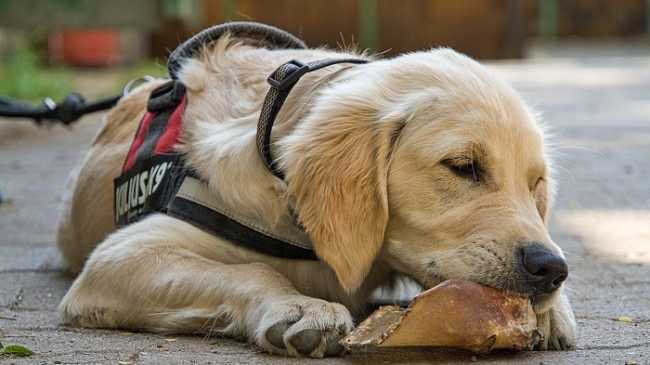 cane