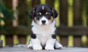 cane