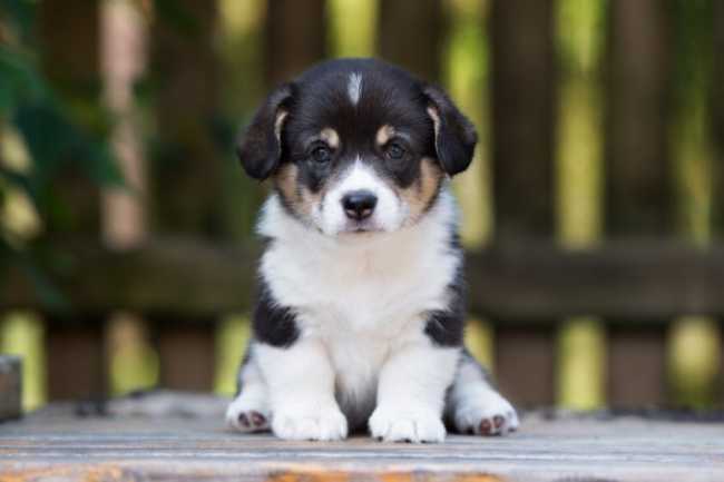 cane