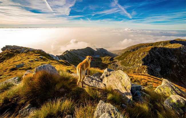 cane montagna panorama