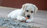 cane ossola bianco