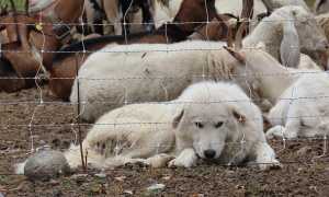 cane per lupo