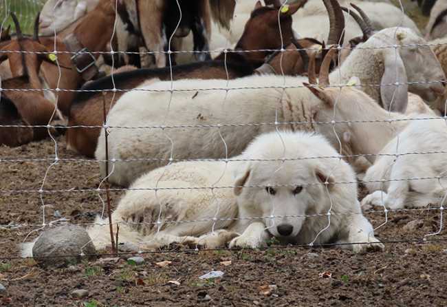 cane per lupo