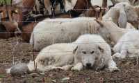 cane per lupo