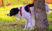 cane pipi albero
