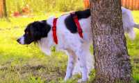 cane pipi albero