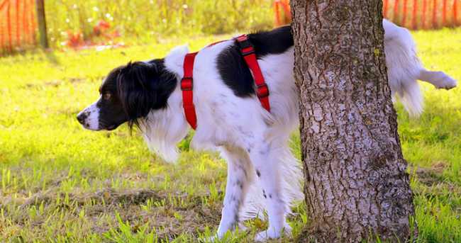cane pipi albero