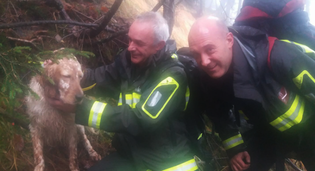 cane salvato vigili