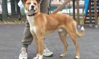 cane scomparso lago antrona