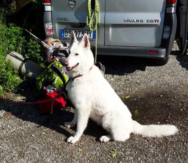 cane soccorso