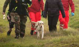 cane squadra ricerche
