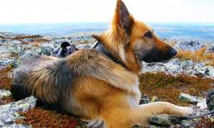 cane tedesco panorama