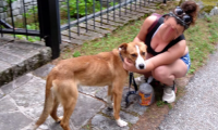 cane trovato antrona