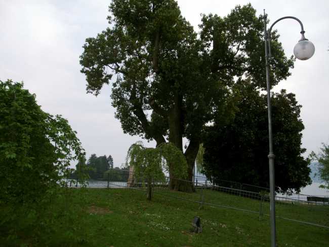 canforo pallanza garibaldi