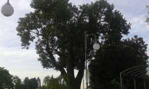 canforo pallanza ott 15