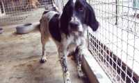 cani adozione