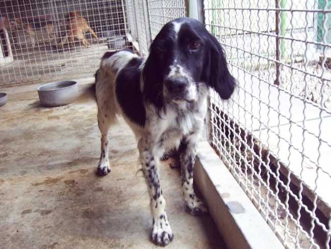 cani adozione