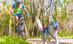 cani cross Folini gara gattinara1