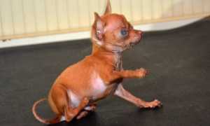 cani