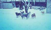 cani neve canile