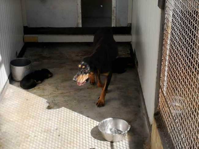 canile montecrestese4