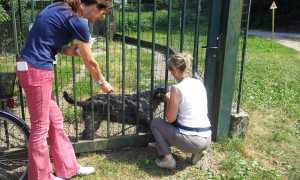 canile volontari cani no luglio 2015