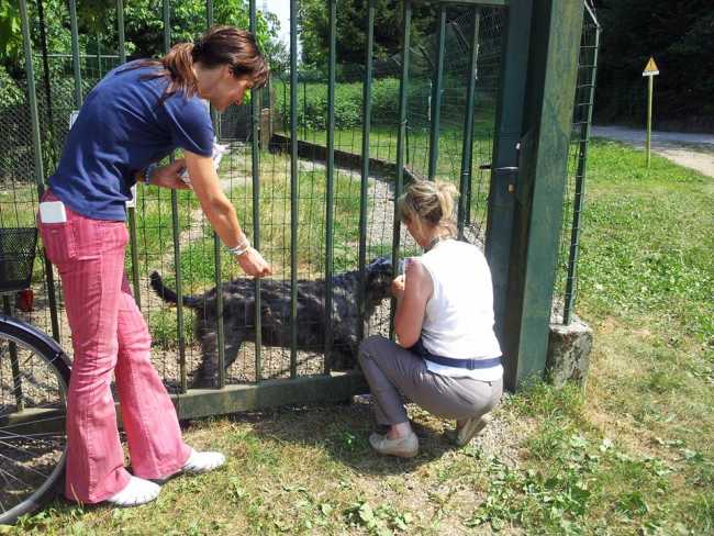 canile volontari cani no luglio 2015