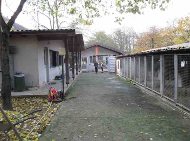 canileverbania