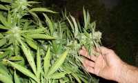 cannabis 364565 640