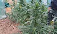 cannabis marijuana