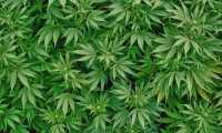 cannabis legale