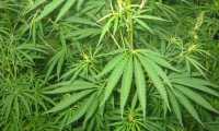 cannabis piante