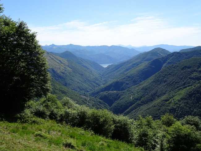 cannobina