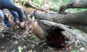 capra attacco lupo 002