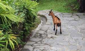 capra stresa