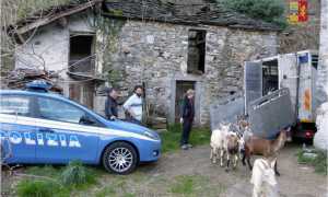 capretti restituiti gravellona