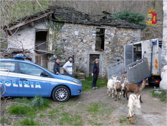 capretti restituiti gravellona