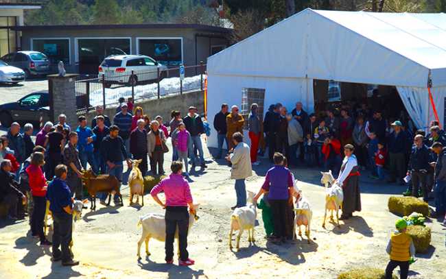 capretto vigezzino mostra.jpg