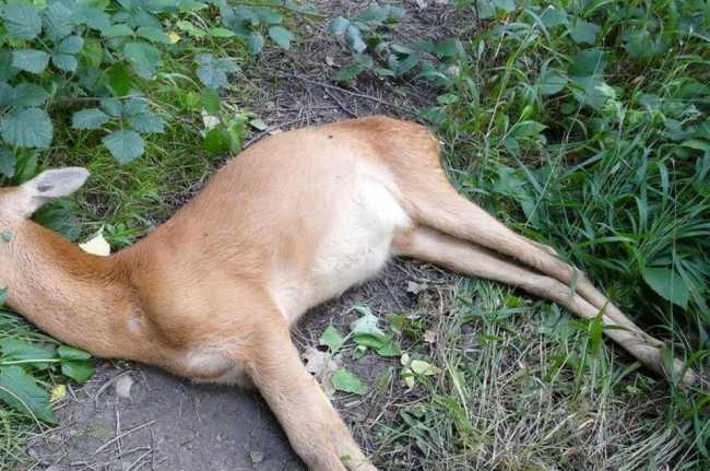 capriolo carcassa