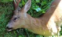 capriolo fondotoce