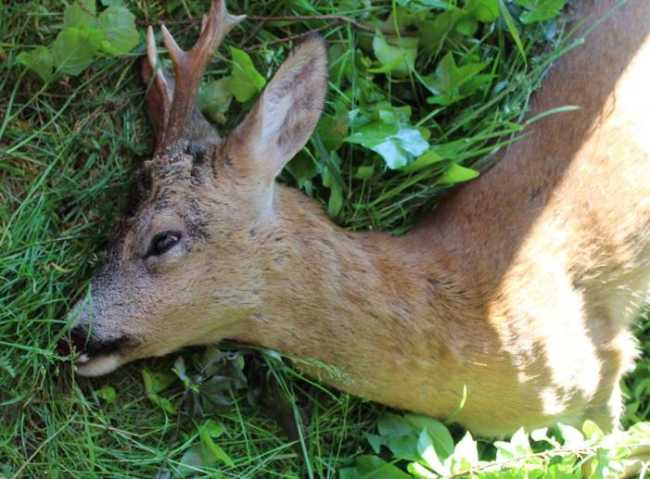 capriolo fondotoce