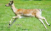 capriolo