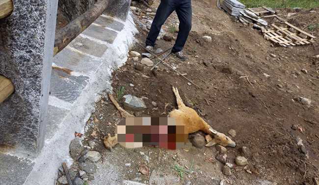 capriolo lupo vigezzo luglio 23