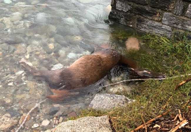 capriolo spiaggiato 18 2
